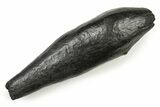 Fossil Sperm Whale (Scaldicetus) Tooth - South Carolina #251076-1